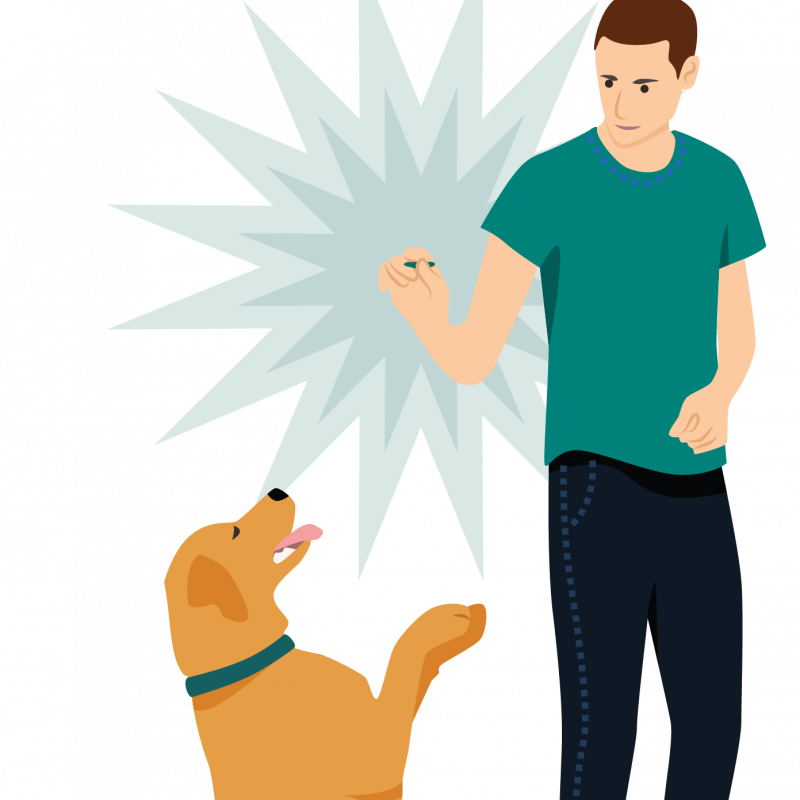 How to Start Puppy Training Right Dog Training Newbie