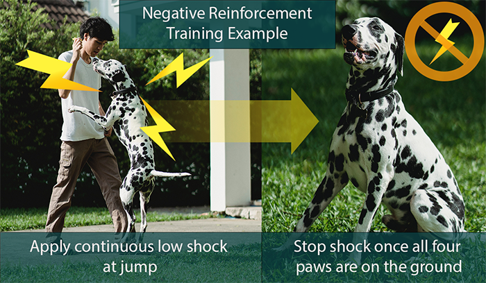 Negative Reinforcement Dog Training Example Sm