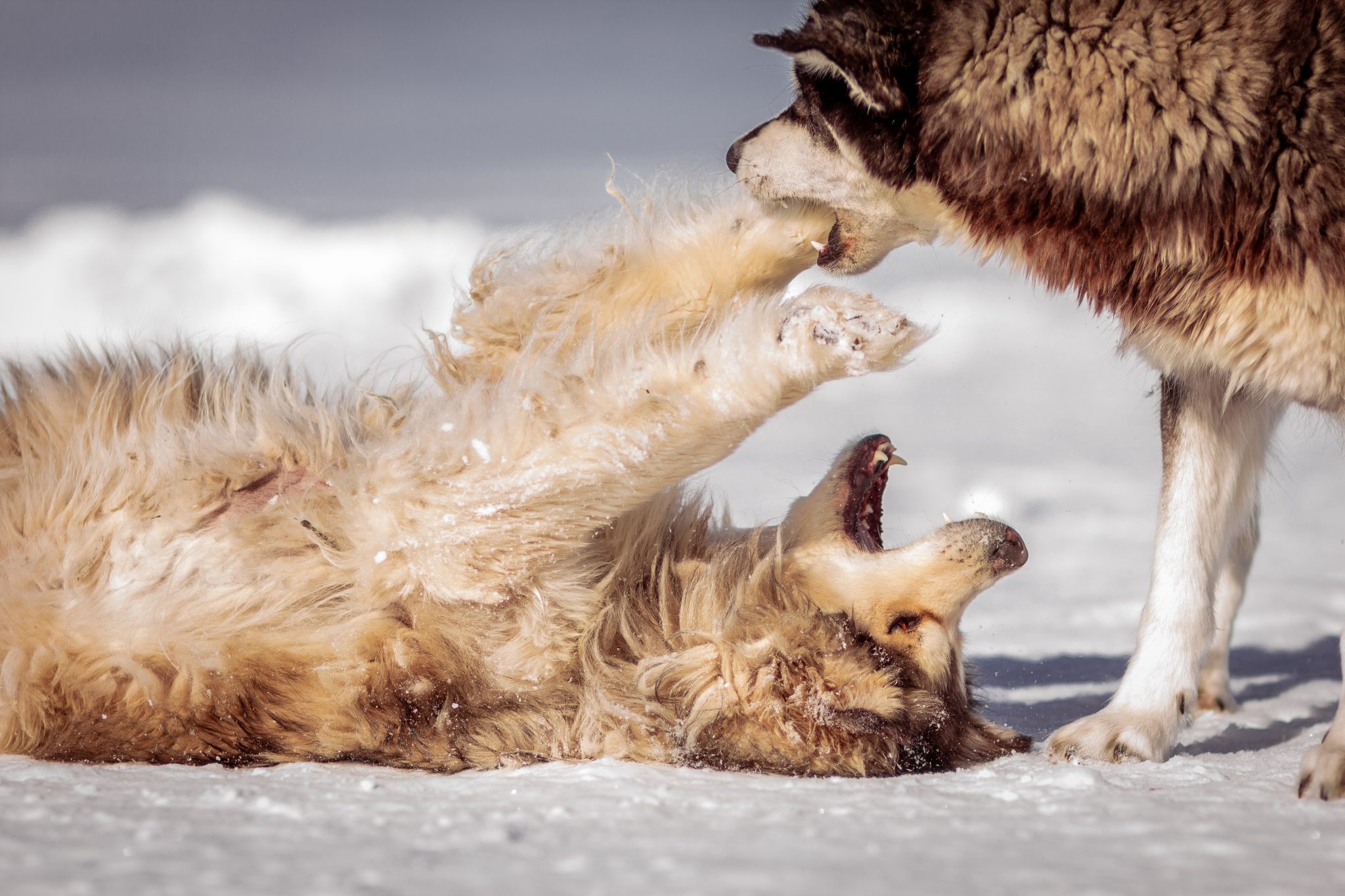 Owners Beware - 3 Outdated Dog Training Methods