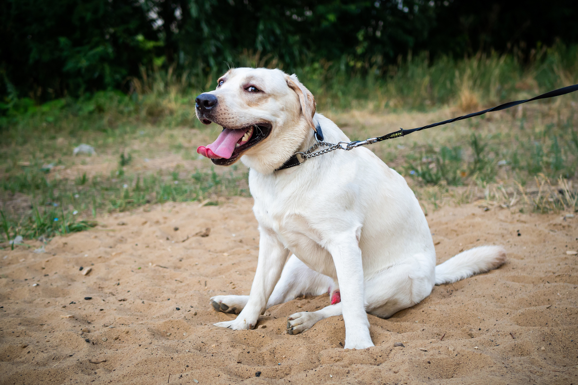Dog Training Collars How to Choose the Best Collar 2023 Guide Dog