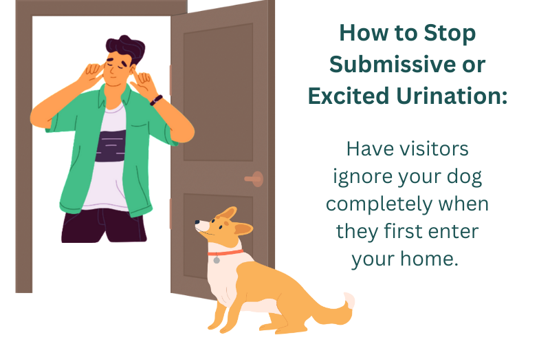 How to Address Submissive/Excitement Urination (Common Potty Training Issues)