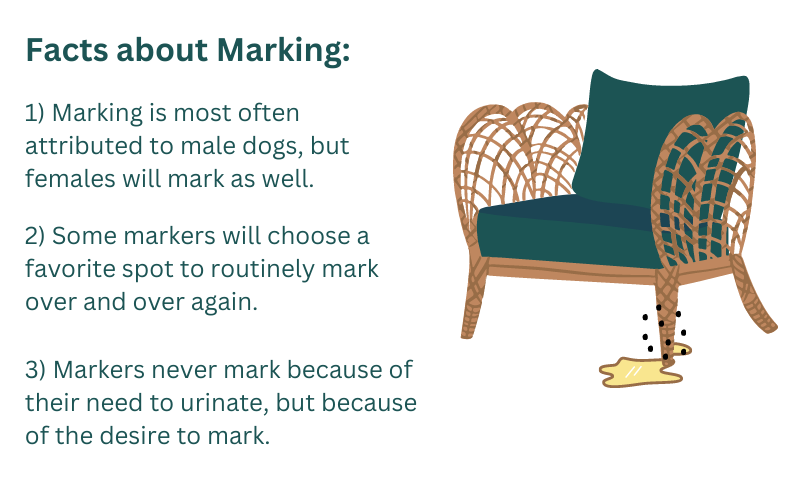 Facts About Marking (A Common Potty Training Issue)