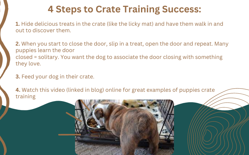 4 Tips for Crate Training Success