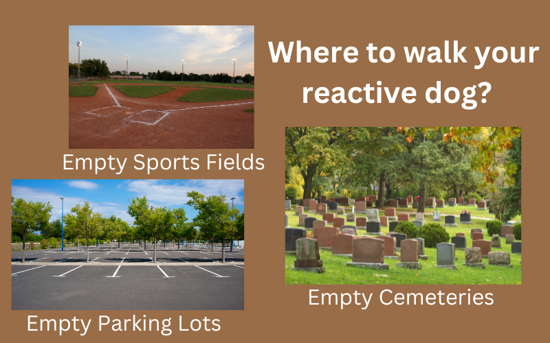 Where to Walk Reactive Dogs: Cemeteries, Parking Lots, Sports Fields